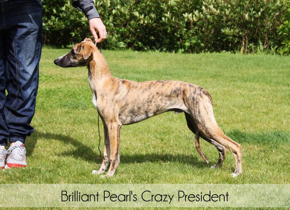 Brilliant Pearl's Crazy President (Donald) 4 months