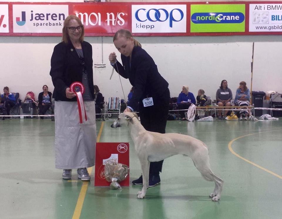 Brilliant Pearl's First Player (Balto) National Dog Show, Orre 2016