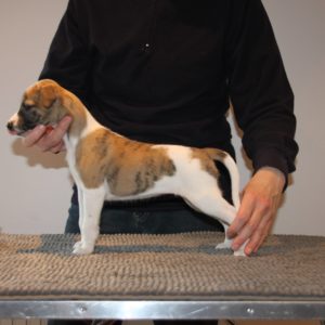 Brilliant Pearl's Crazy Cow (Pia) 6 weeks
