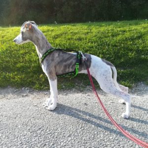 Brilliant Pearl's Easy Going (Hedvig) 4 months